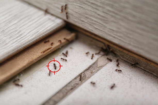 Reliable Spring Valley, WI Pest Control Solutions