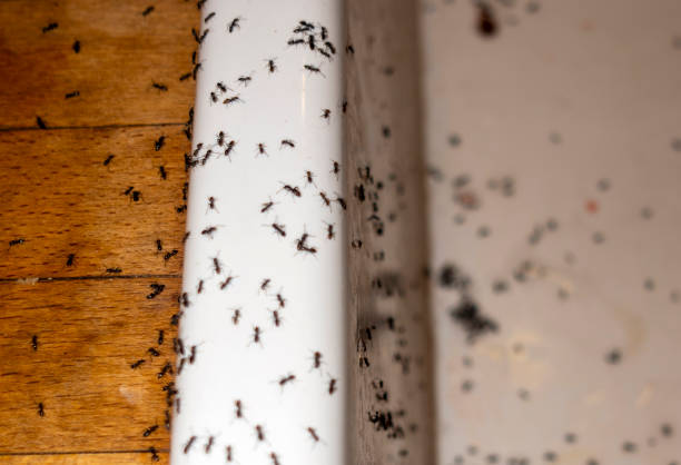 Best Exterminator Services  in Spring Valley, WI